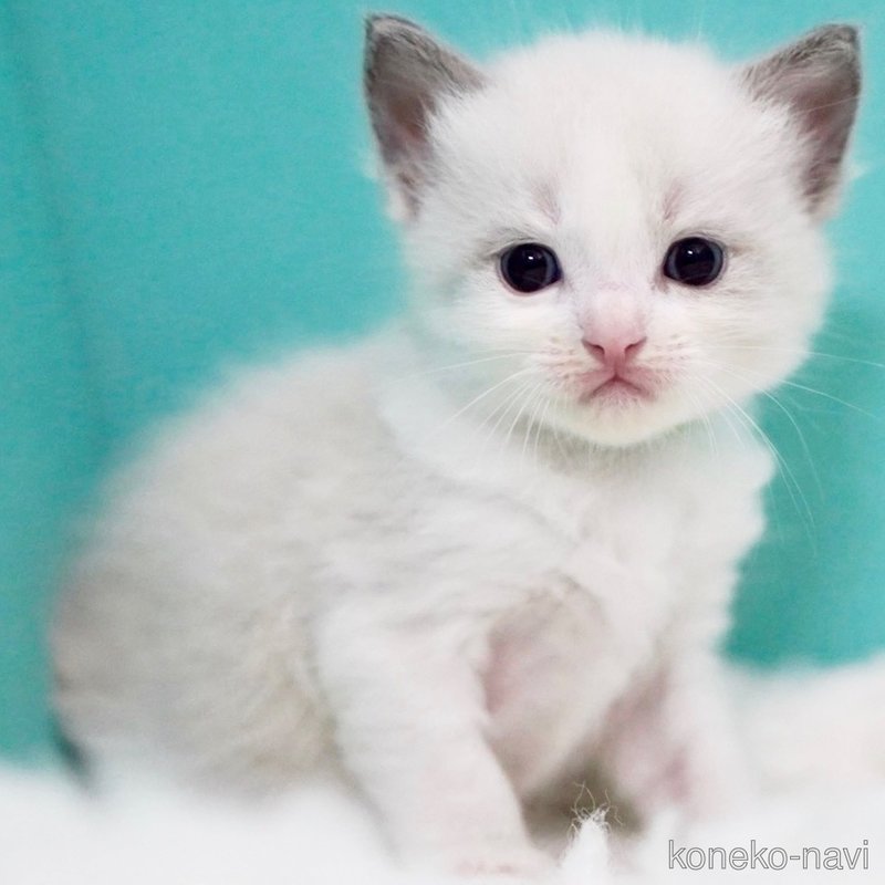 販売中の東京都のラグドール-121598の12枚目